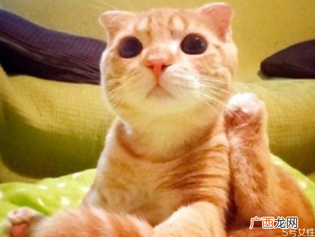 猫藓能彻底治好吗猫藓怎么根治