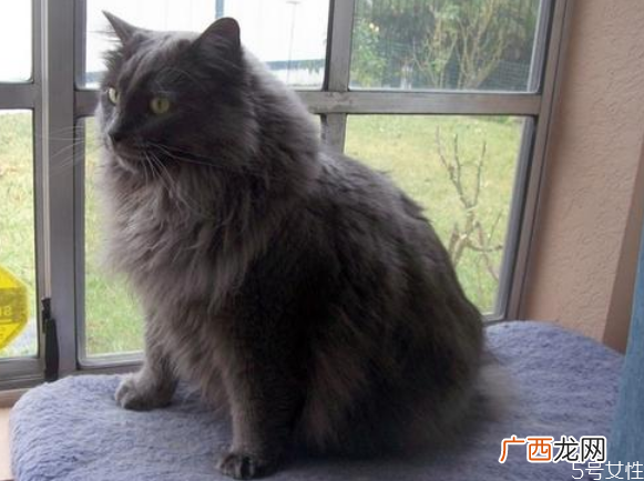 去宠物医院看猫藓贵吗治猫藓要多少钱