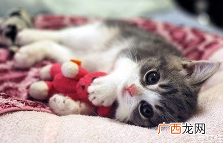 猫藓会自愈吗猫藓多久能治好