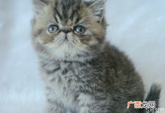 猫藓会自愈吗猫藓多久能治好
