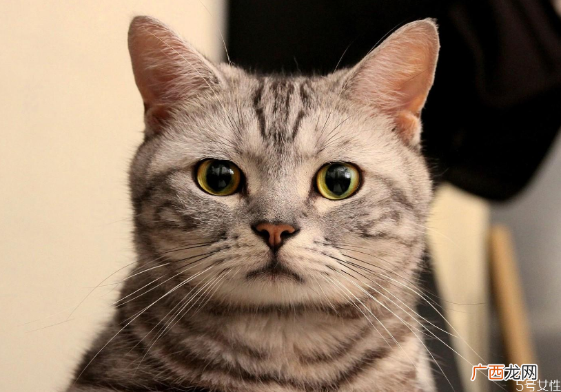 哪个快递可以寄活体宠物顺丰快递猫咪要多少钱