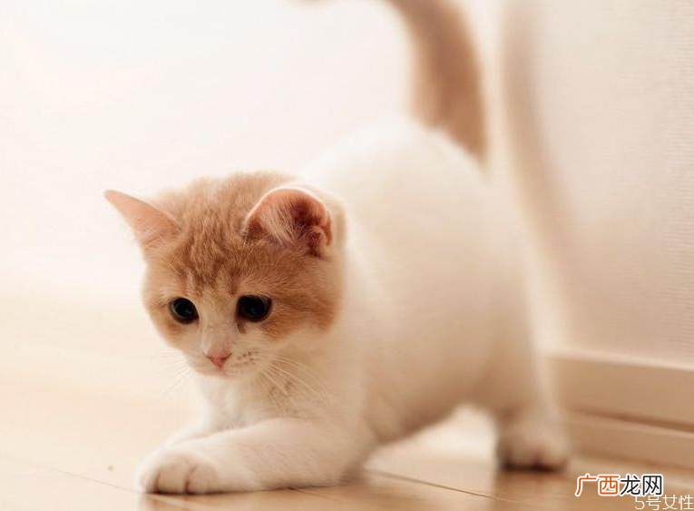 哪个快递可以寄活体宠物顺丰快递猫咪要多少钱