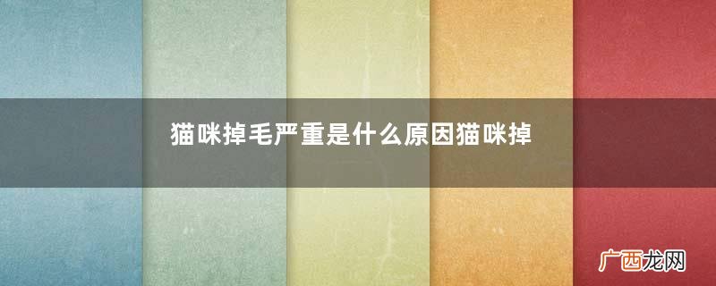 猫咪掉毛严重是什么原因猫咪掉毛怎么解决