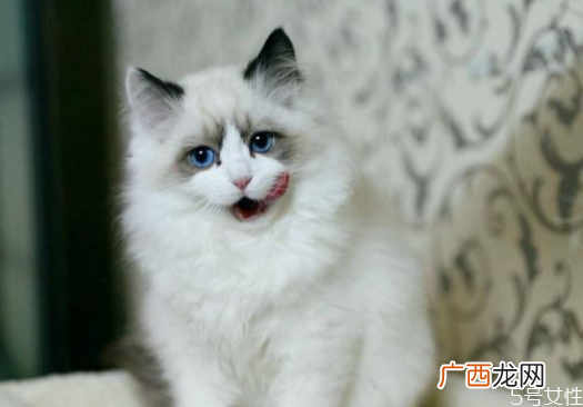 猫咪掉毛严重是什么原因猫咪掉毛怎么解决