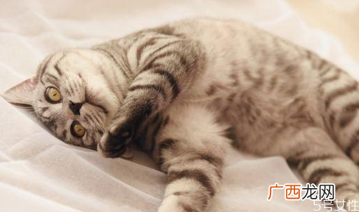 猫咪掉毛严重是什么原因猫咪掉毛怎么解决