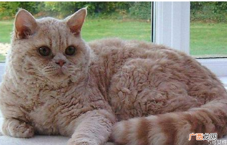 猫咪掉毛严重是什么原因猫咪掉毛怎么解决