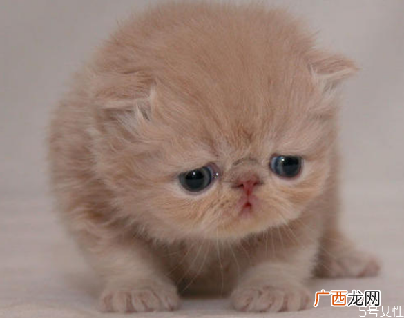 猫一般在几月份掉毛怎么改善猫咪掉毛