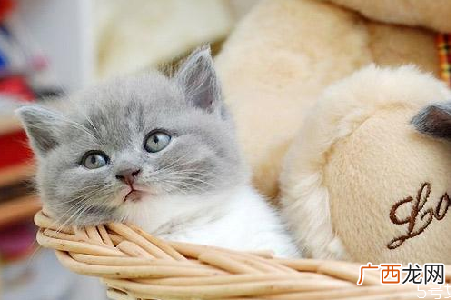 猫一般在几月份掉毛怎么改善猫咪掉毛