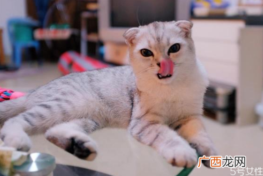 猫毛会吸进肺里吗猫和人一起睡的危害
