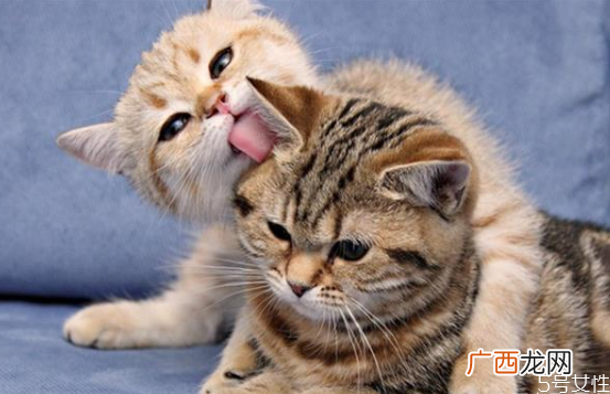 猫毛会吸进肺里吗猫和人一起睡的危害