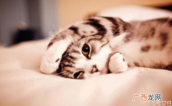猫毛会吸进肺里吗猫和人一起睡的危害