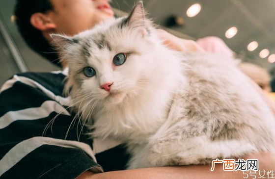 什么猫既温顺又不掉毛掉毛严重的猫排行榜