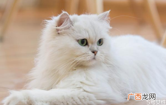 什么猫既温顺又不掉毛掉毛严重的猫排行榜