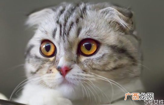 什么猫既温顺又不掉毛掉毛严重的猫排行榜