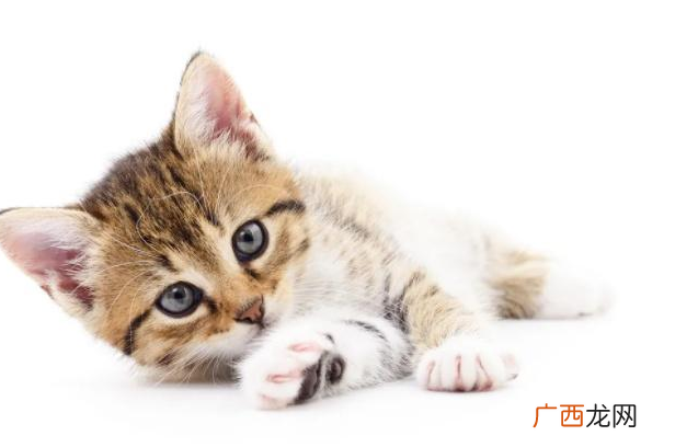 洗衣服能把猫毛洗掉吗洗衣机里放什么吸猫毛