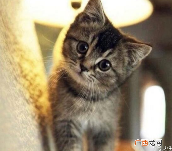 猫咪春节跟着回家好吗猫咪带回家注意事项