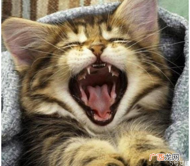 猫咪春节跟着回家好吗猫咪带回家注意事项