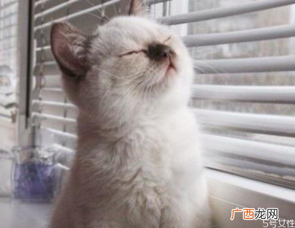 猫咪春节跟着回家好吗猫咪带回家注意事项