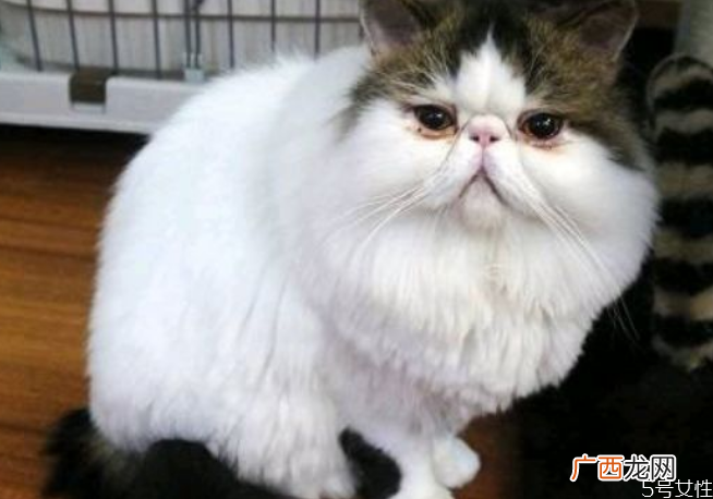 猫眼屎要每天清理吗猫怎么清理眼屎
