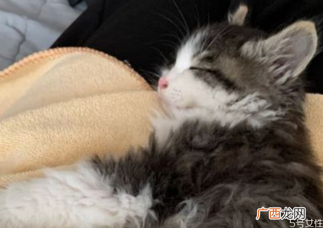 猫眼屎要每天清理吗猫怎么清理眼屎