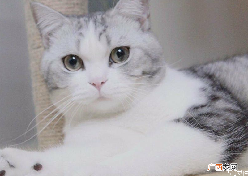 猫咪晕车回家怎么处理猫咪晕车怎么舒缓