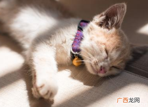 猫咪晕车回家怎么处理猫咪晕车怎么舒缓