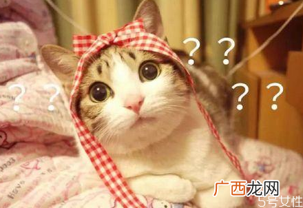 猫咪晕车回家怎么处理猫咪晕车怎么舒缓