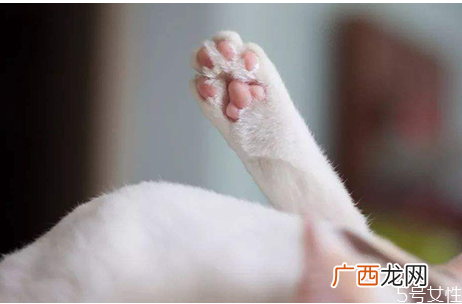 猫咪上完猫砂爬床不脏吗猫咪的脚要每天都擦吗