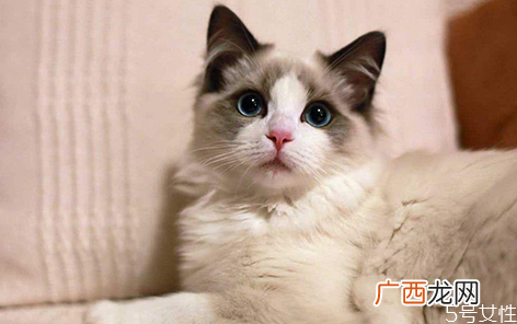 猫咪上完猫砂爬床不脏吗猫咪的脚要每天都擦吗