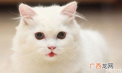猫咪上完猫砂爬床不脏吗猫咪的脚要每天都擦吗