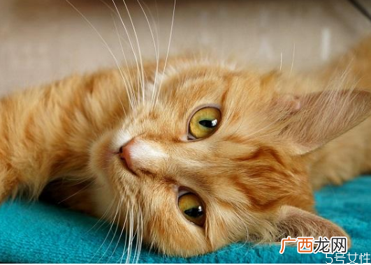 买不起猫砂用什么代替教你怎样自制猫砂