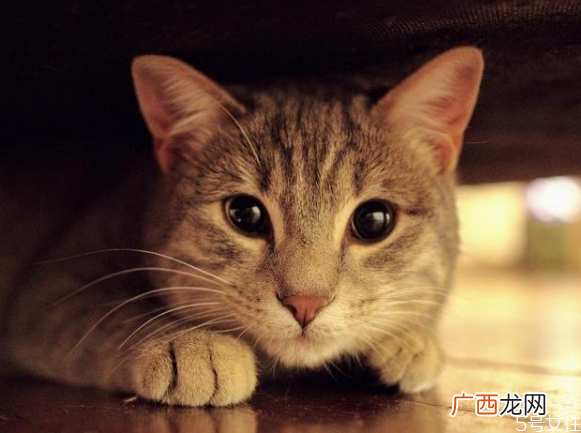 买不起猫砂用什么代替教你怎样自制猫砂