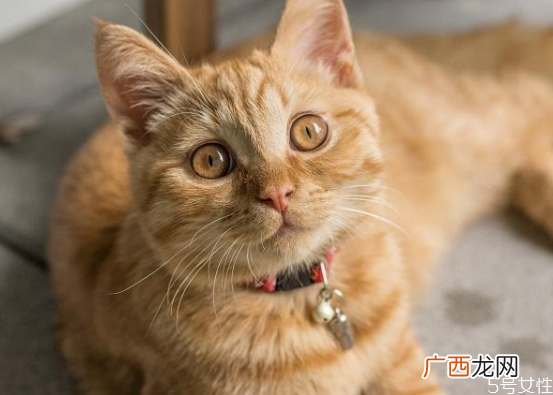 买不起猫砂用什么代替教你怎样自制猫砂