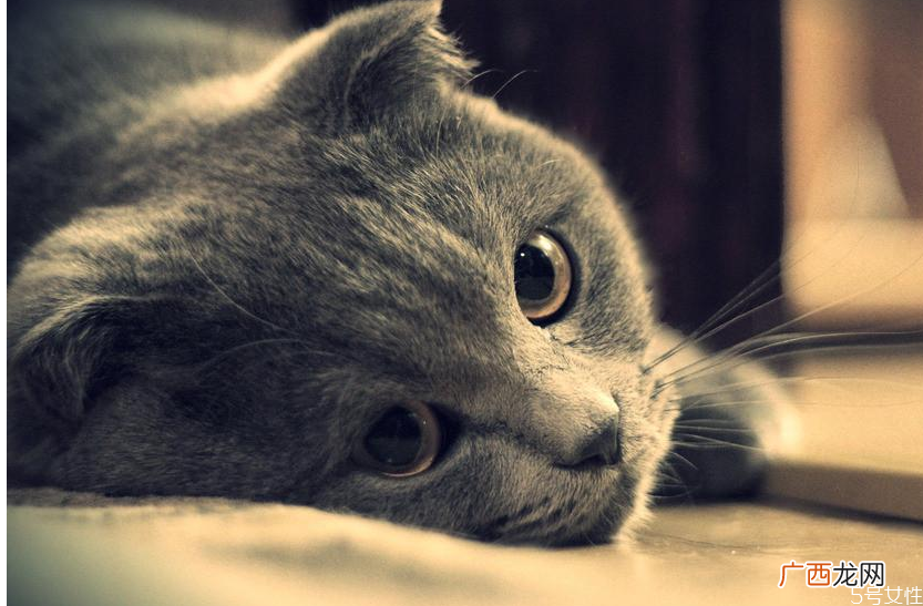 猫坐车一直张嘴喘气猫咪坐车张嘴怎么缓解
