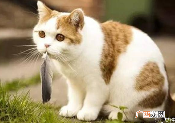 猫应激反应会自愈吗猫咪应激反应怎么安抚