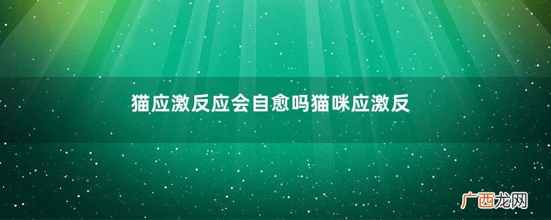 猫应激反应会自愈吗猫咪应激反应怎么安抚