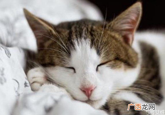 猫应激反应会自愈吗猫咪应激反应怎么安抚