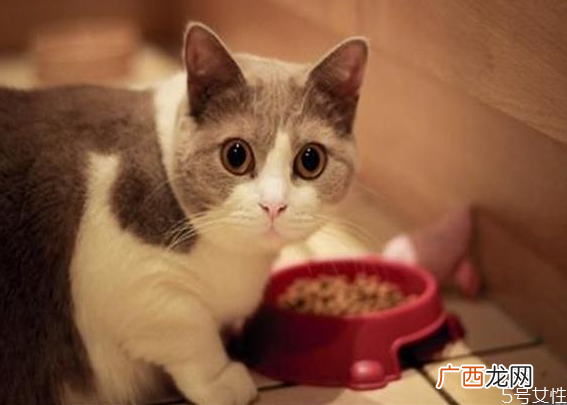 猫应激反应会自愈吗猫咪应激反应怎么安抚