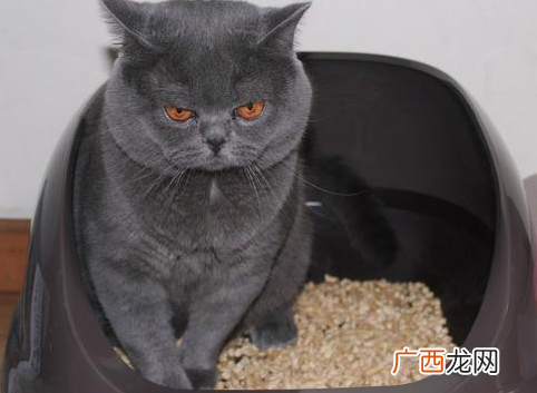 猫砂是什么猫砂的作用