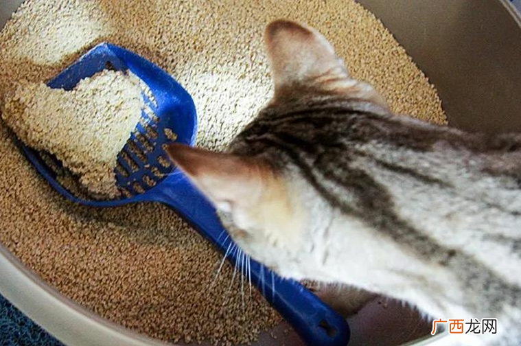 猫砂是什么猫砂的作用