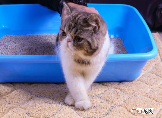 猫砂是什么猫砂的作用