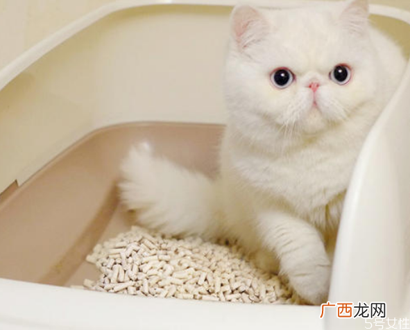 猫砂哪种比较好用好用的猫砂排名