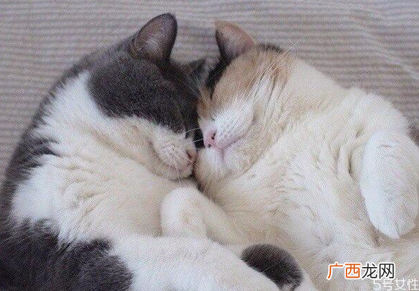猫咪坐车会晕车吗猫坐私家车能坐几小时