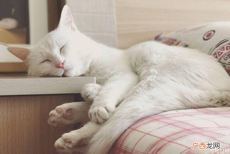猫咪坐车会晕车吗猫坐私家车能坐几小时