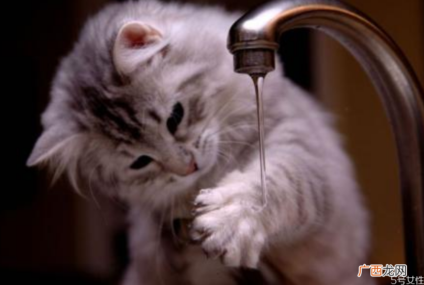 猫咪坐车会晕车吗猫坐私家车能坐几小时