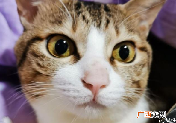 猫咪寄养会不会有应激反应猫应激反应几天能好