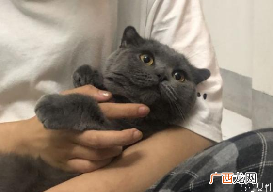 猫咪寄养会不会有应激反应猫应激反应几天能好