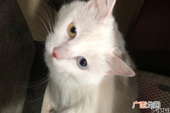 猫咪寄养会不会有应激反应猫应激反应几天能好