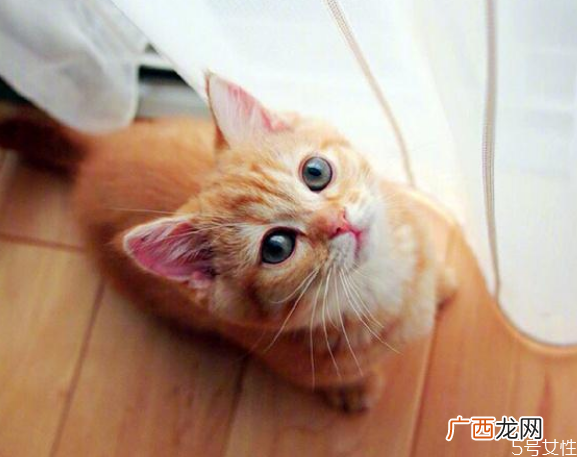 寄养猫咪一个月多少钱寄养猫咪需要注意什么