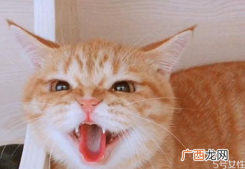 寄养猫咪一个月多少钱寄养猫咪需要注意什么